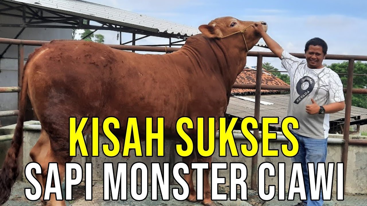 
                                 Kisah-Sapi-Monster-Ciawi-Sukses-Beternak